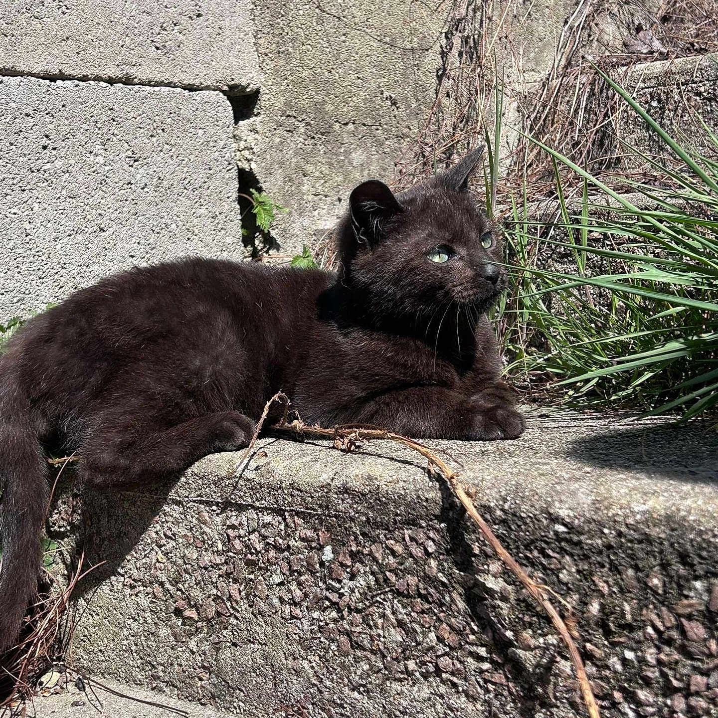 Onyx participe au concours pour gagner de l'argent avec cette photo : animal, architecture, blackcat, building, cat, city, flagstone, kitten, manx, panther, path, pet, road, rock, slate, soil, street, urban, walkway, wall