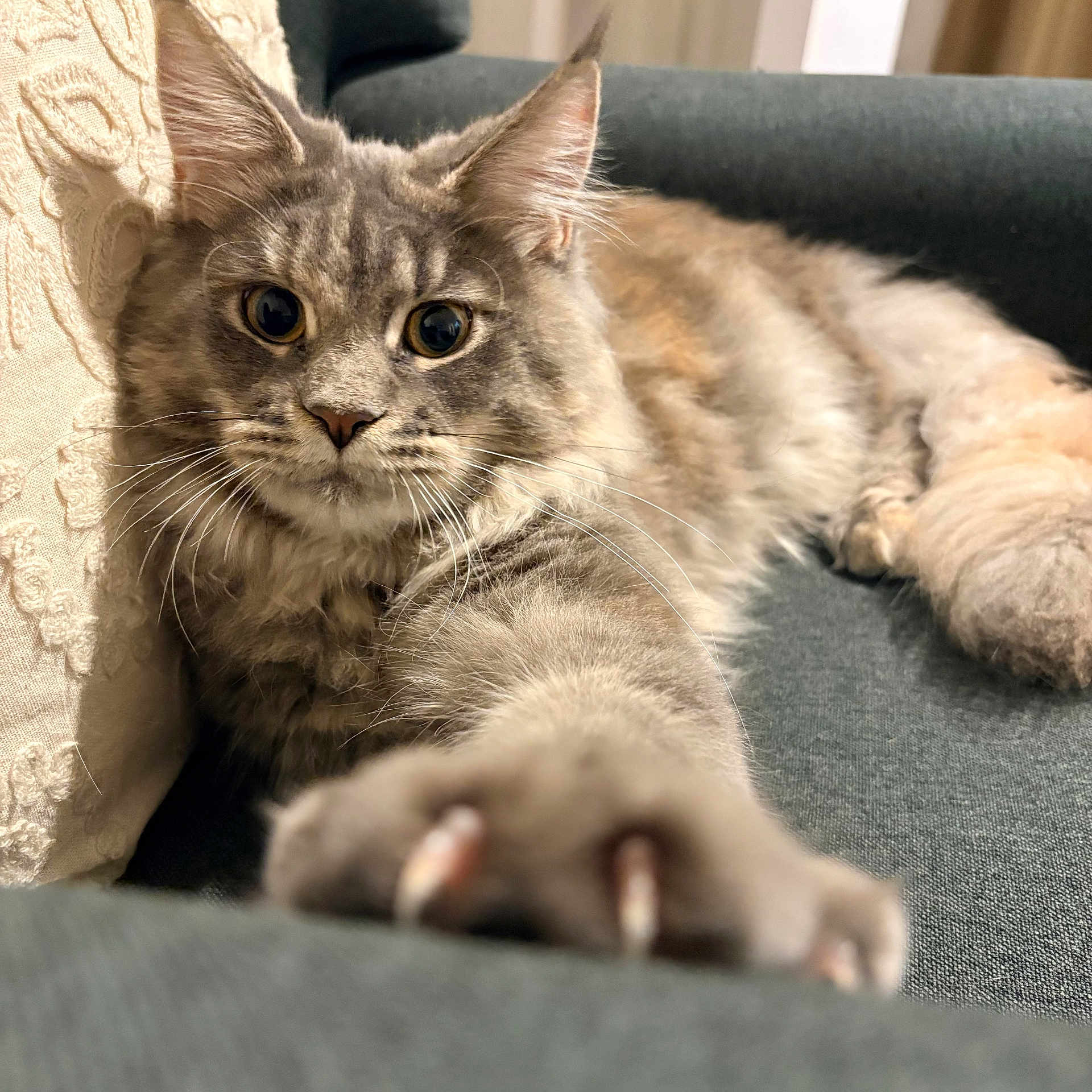 Athéna participe au concours pour gagner de l'argent avec cette photo : cat, gray_cat, fluffy, paw, claws, couch, indoor, curious, pet, feline, closeup, whiskers, ears, relaxed, stretching, fur, home, animal, mammal, cozy