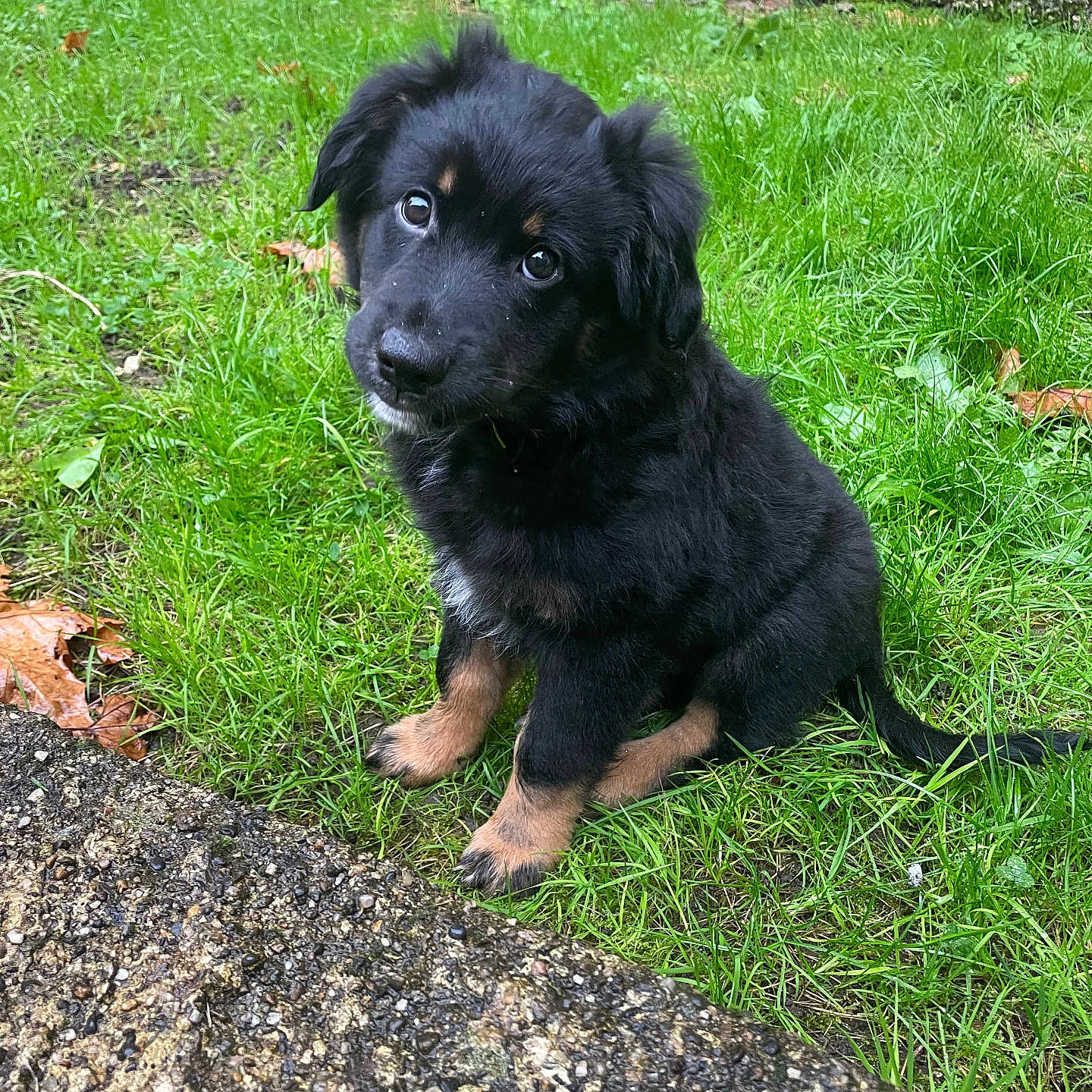 Viago a rejoint le concours — aidez-le/la à gagner de superbes lots ! animal, ball, canine, cockerspaniel, dog, field, grass, grassland, green, lawn, nature, outdoors, pet, plant, puppy, rock, slate, soil, vegetation, yard
