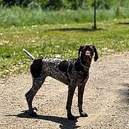 Eyna a rejoint le concours — aidez-le/la à gagner de superbes lots ! dog, animal, outdoor, nature, path, grass, greenery, sunlight, shadow, pet, canine, standing, alert, fur, collar, leash, daytime, forest, summer, walking