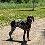 dog, animal, outdoor, nature, path, grass, greenery, sunlight, shadow, pet, canine, standing, alert, fur, collar, leash, daytime, forest, summer, walking