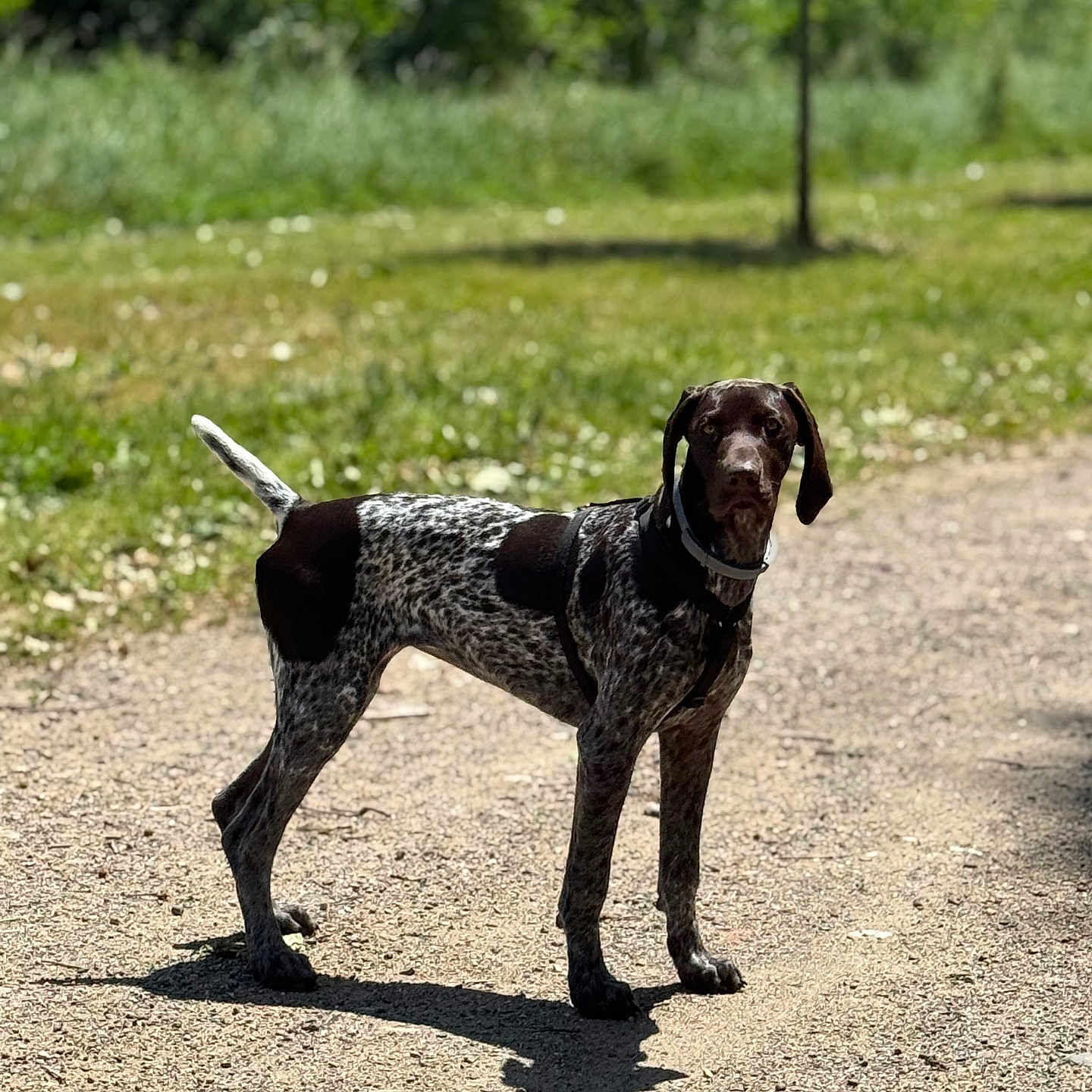 Eyna a rejoint le concours — aidez-le/la à gagner de superbes lots ! alert, animal, canine, collar, daytime, dog, forest, fur, grass, greenery, leash, nature, outdoor, path, pet, shadow, standing, summer, sunlight, walking