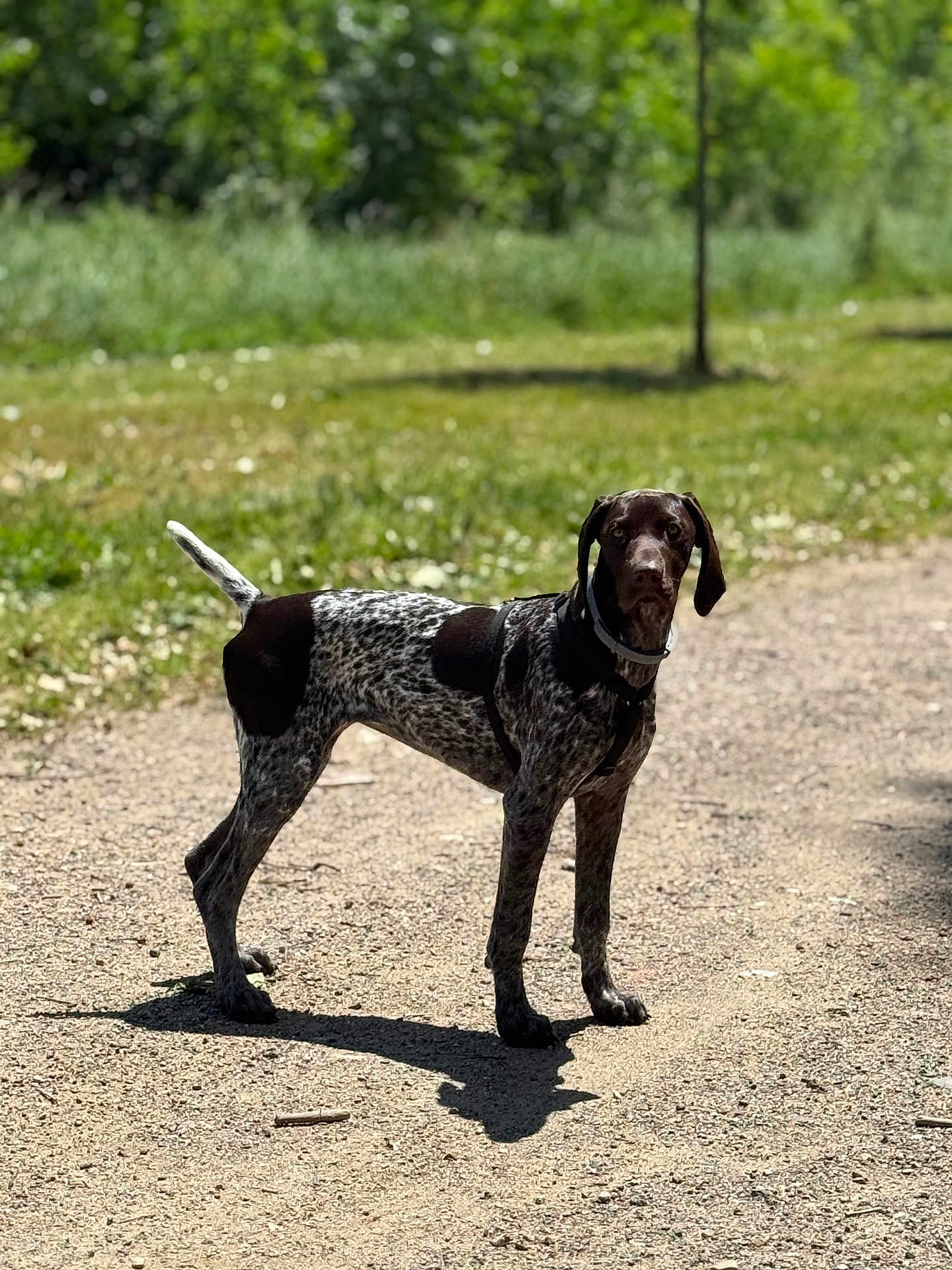 Eyna a rejoint le concours — aidez-le/la à gagner de superbes lots ! dog, animal, outdoor, nature, path, grass, greenery, sunlight, shadow, pet, canine, standing, alert, fur, collar, leash, daytime, forest, summer, walking