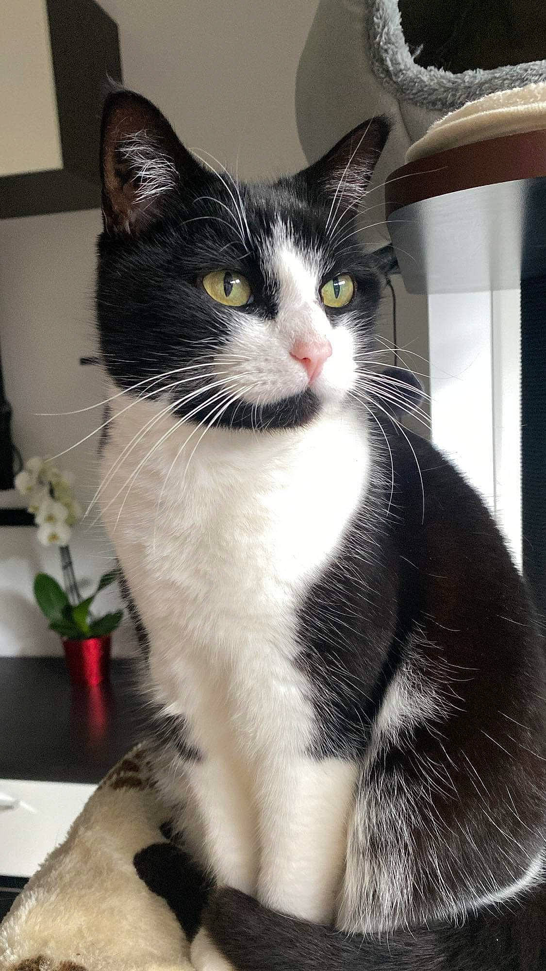 Abby participe au concours pour gagner de l'argent avec cette photo : carnivore, cat, domestic_short_haired_cat, felidae, flowerpot, fur, houseplant, iris, paw, plant, sitting, small_to_medium_sized_cats, snout, tail, whiskers, window