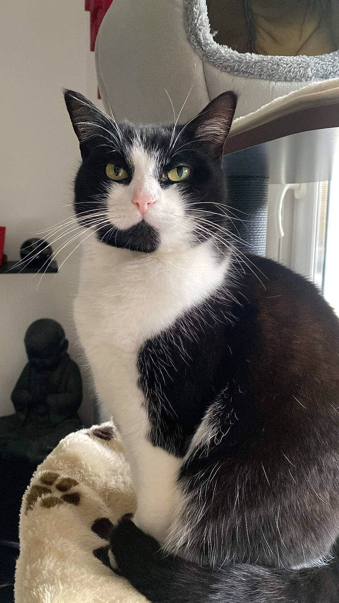 Abby a rejoint le concours — aidez-le/la à gagner de superbes lots ! box, carnivore, cat, comfort, domestic_short_haired_cat, felidae, fur, monochrome, monochrome_photography, paw, sitting, small_to_medium_sized_cats, snout, tail, terrestrial_animal, whiskers, window