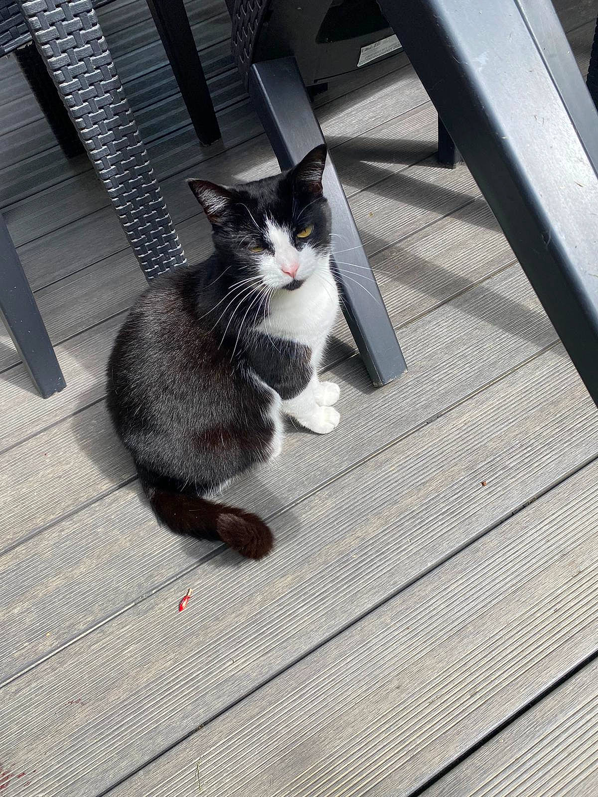 Abby participe au concours pour gagner de l'argent avec cette photo : carnivore, cat, domestic_short_haired_cat, felidae, floor, flooring, fur, grey, human_leg, metal, monochrome_photography, paw, roof, sitting, small_to_medium_sized_cats, snout, tail, whiskers, window, wood