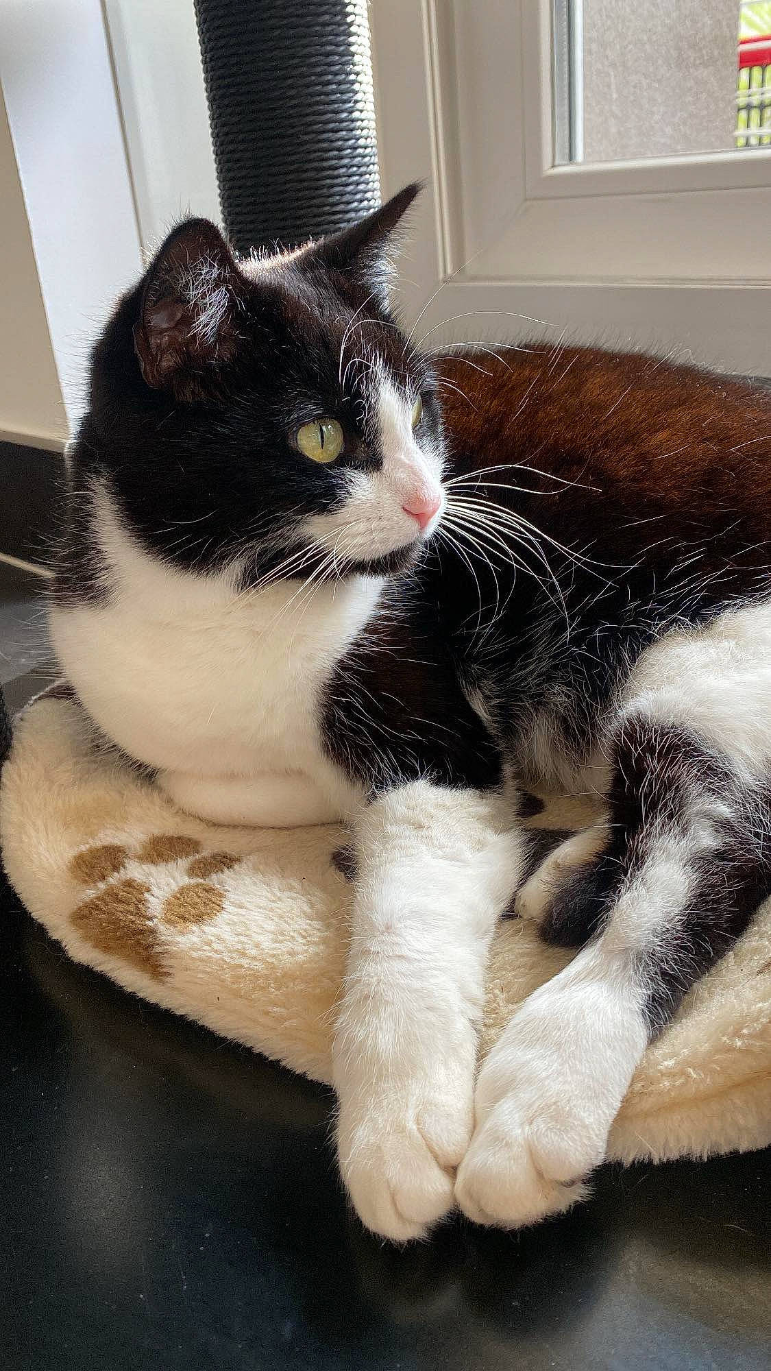 Abby a rejoint le concours — aidez-le/la à gagner de superbes lots ! carnivore, cat, claw, comfort, domestic_short_haired_cat, felidae, foot, fur, paw, sitting, small_to_medium_sized_cats, snout, tail, whiskers, window