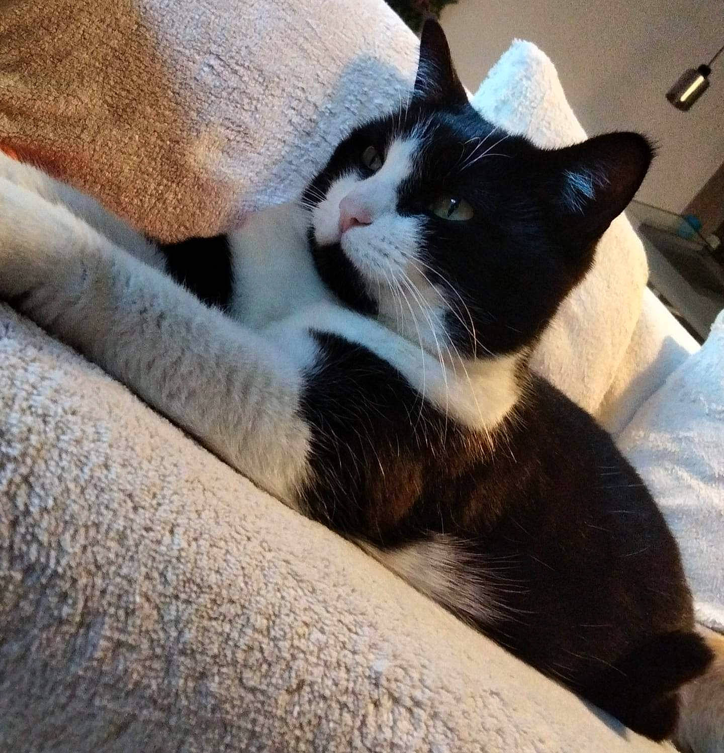 Abby participe au concours pour gagner de l'argent avec cette photo : carnivore, cat, cat_supply, claw, comfort, domestic_short_haired_cat, felidae, foot, fur, human_leg, metal, nap, paw, sitting, small_to_medium_sized_cats, tail, whiskers, window, wood