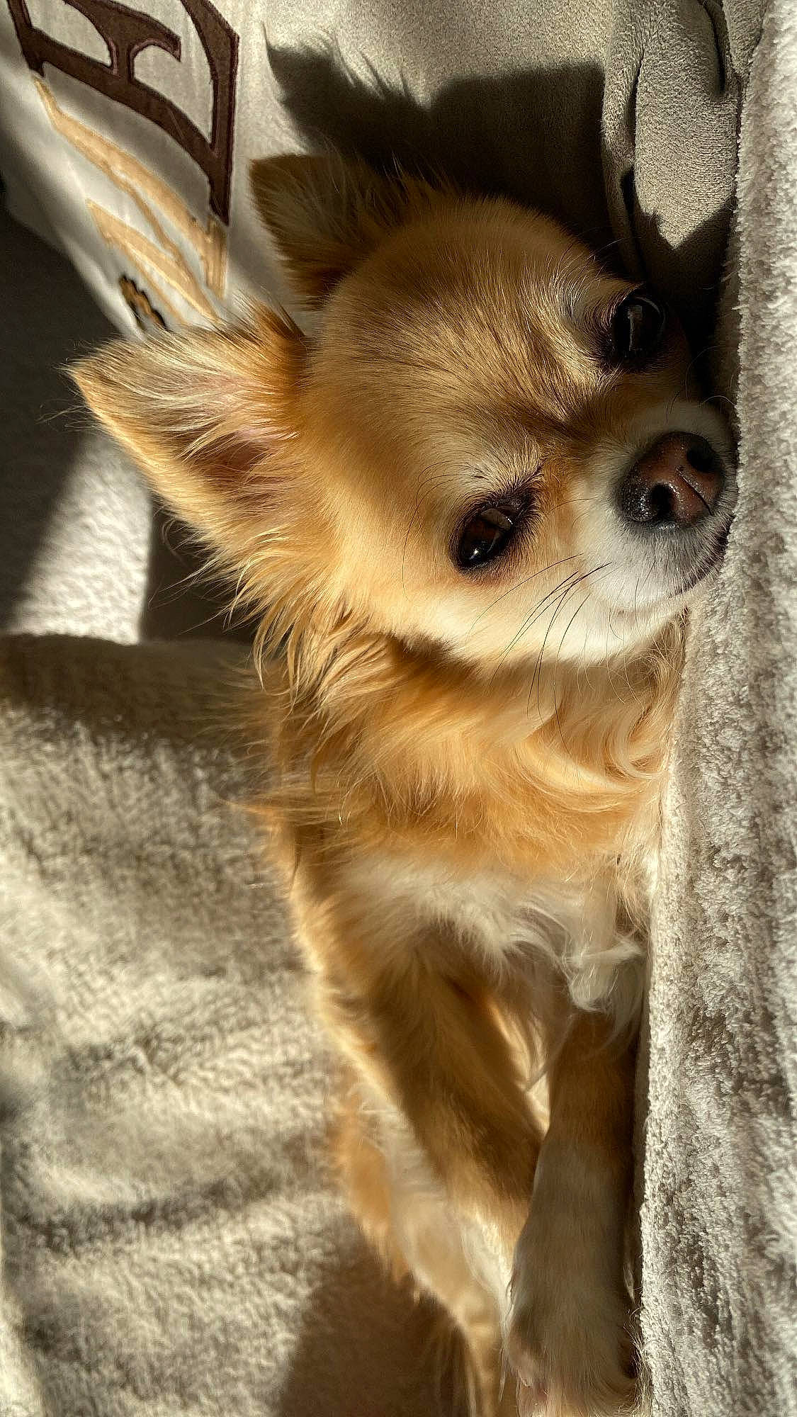 Inaya a rejoint le concours — aidez-le/la à gagner de superbes lots ! canidae, carnivore, chihuahua, companion_dog, corgi_chihuahua, dog, dog_breed, dog_supply, ear, fawn, fur, non_sporting_group, puppy, snout, sporting_group, terrestrial_animal, toy_dog, whiskers, wood, working_animal