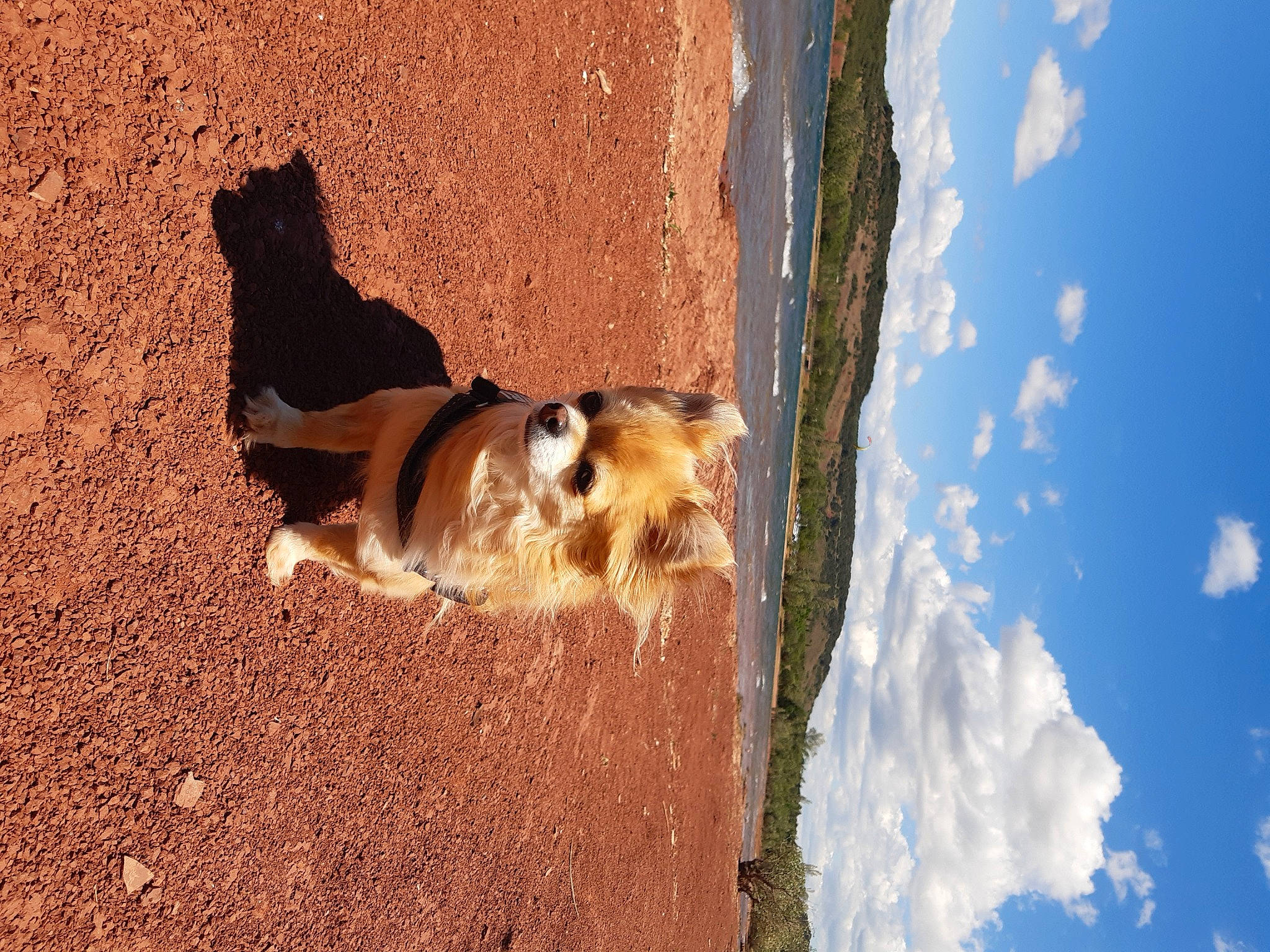 Inaya participe au concours pour gagner de l'argent avec cette photo : canidae, carnivore, cloud, companion_dog, cumulus, dog, dog_breed, fawn, landscape, light, rock, shadow, sky, soil, sporting_group, tail, tints_and_shades, water, window, wood