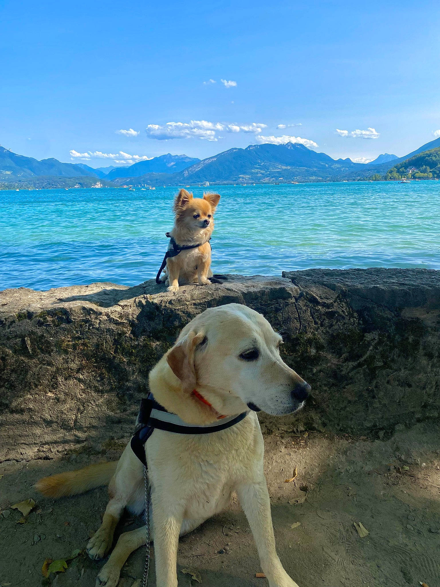 Inaya participe au concours pour gagner de l'argent avec cette photo : beach, carnivore, cloud, collar, companion_dog, dog, dog_breed, dog_collar, fawn, lake, landscape, mammal, mountain, sand, sky, sporting_group, vertebrate, water, wood, working_animal