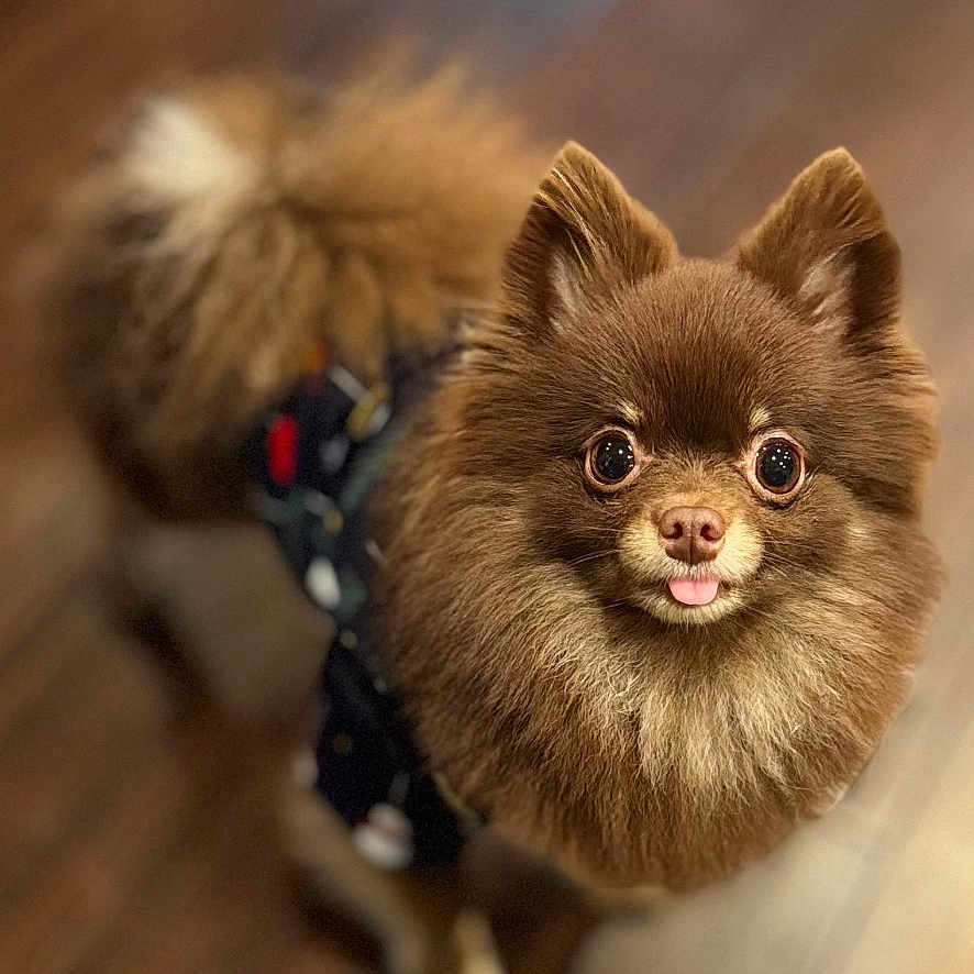 Madea is registered to the contest to win money with this photo: accessories, animal, canine, cat, cockerspaniel, dog, eskimodog, hardwood, harness, indoors, interiordesign, kitten, leash, monkey, papillon, pet, puppy, snout, strap, wood