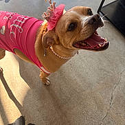 Phoebe is registered to the contest to win money with this photo: dog, pet, pink_clothing, crown, pearl_necklace, happy, smiling, indoor, floor, paw_prints, leash, accessory, small_dog, canine, cute, animal, wearing_clothes, looking_up, sunlight, decorative