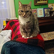 Tippy joined the competition — help win amazing prizes! animal, blanket, cat, cozy, curtain, furniture, green_wall, home, indoor, pet, piano, picture_frame, plush, portrait, red_black_checkered, sitting, tabby_cat, table, white_paws, window