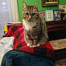 animal, blanket, cat, cozy, curtain, furniture, green_wall, home, indoor, pet, piano, picture_frame, plush, portrait, red_black_checkered, sitting, tabby_cat, table, white_paws, window