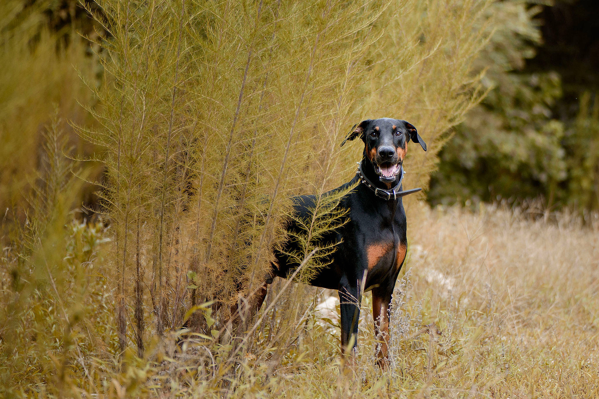 Eli is registered to the contest to win money with this photo: animal_sports, canidae, carnivore, companion_dog, dog, dog_breed, dog_supply, fawn, grass, grassland, guard_dog, hunting_dog, plant, sporting_group, tail, terrestrial_animal, tree, wildlife, working_animal, working_dog