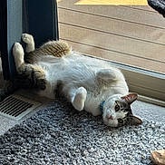 Rocky is registered to the contest to win money with this photo: animal, belly_up, cat, cozy, funny, gray_fur, home, indoors, lying_down, paws_up, pet, playful, portrait, relaxed, rug, sunlight, tabby, upside_down, white_fur, window