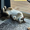 animal, belly_up, cat, cozy, funny, gray_fur, home, indoors, lying_down, paws_up, pet, playful, portrait, relaxed, rug, sunlight, tabby, upside_down, white_fur, window