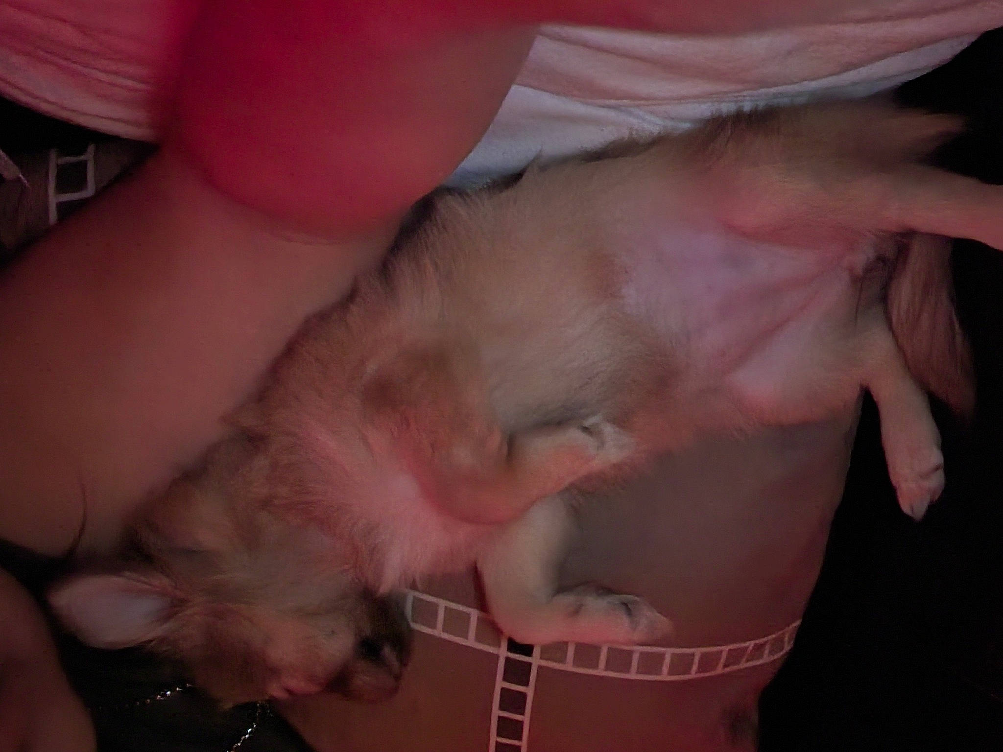 Chulie is registered to the contest to win money with this photo: canidae, carnivore, chest, companion_dog, dog_breed, ear, fawn, felidae, finger, flesh, fur, gesture, musical_instrument, nail, paw, pink, small_to_medium_sized_cats, snout, thumb, whiskers