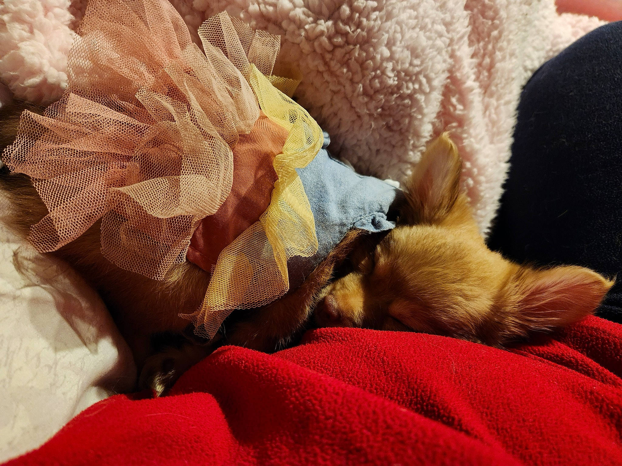 Chulie is registered to the contest to win money with this photo: bedding, carnivore, comfort, companion_dog, fawn, felidae, flooring, fur, human_leg, linens, paw, peach, petal, room, small_to_medium_sized_cats, tail, textile, throw_pillow, whiskers, window