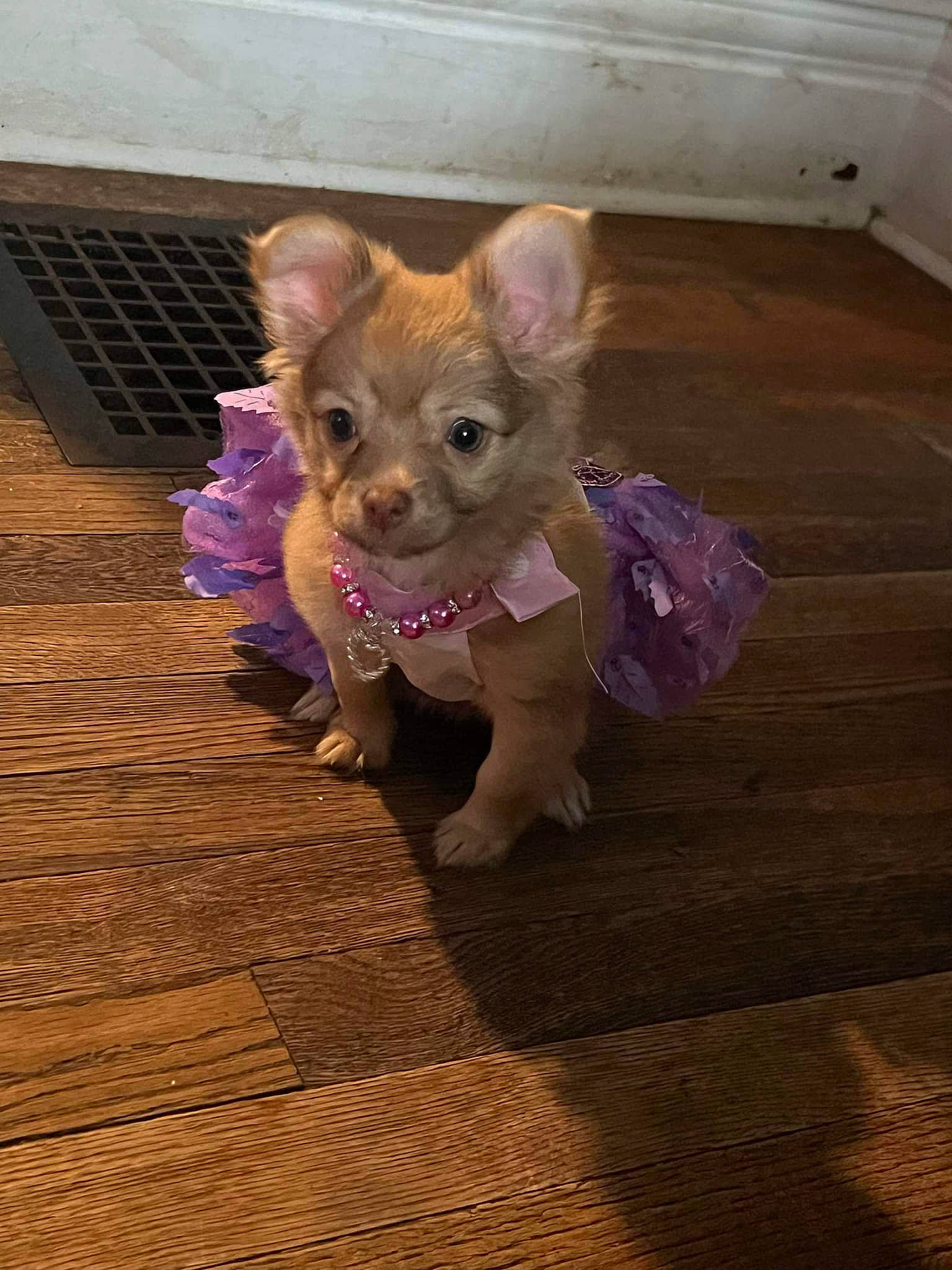 Chulie joined the competition — help win amazing prizes! carnivore, companion_dog, dog, dog_breed, dog_clothes, fawn, felidae, floor, flooring, fur, hardwood, purple, snout, sporting_group, tail, toy, toy_dog, whiskers, wood, working_animal