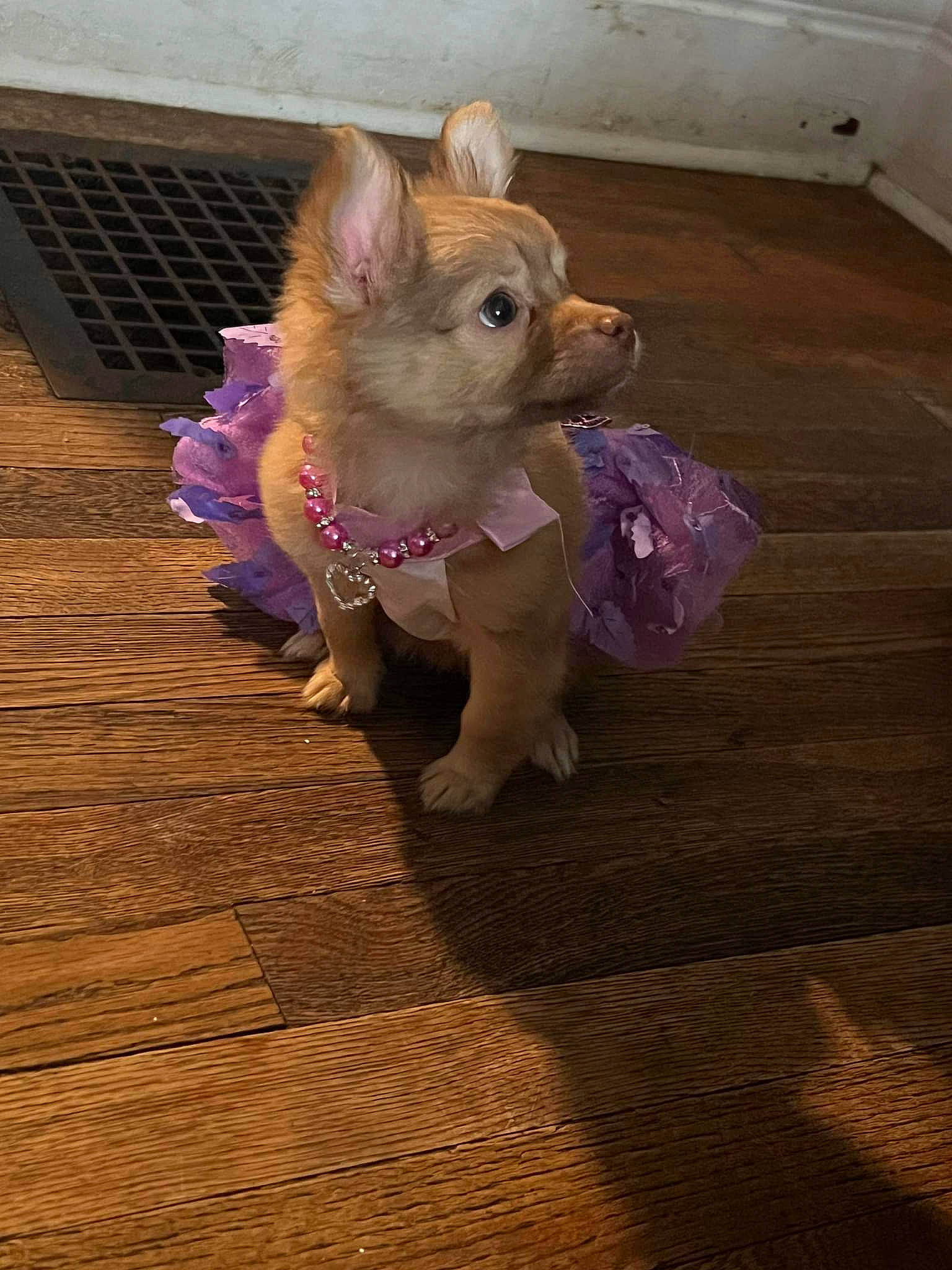 Chulie joined the competition — help win amazing prizes! carnivore, companion_dog, dog, dog_breed, dog_clothes, dog_supply, fawn, felidae, floor, flooring, hardwood, paw, pet_supply, purple, snout, tail, toy_dog, whiskers, wood, working_animal