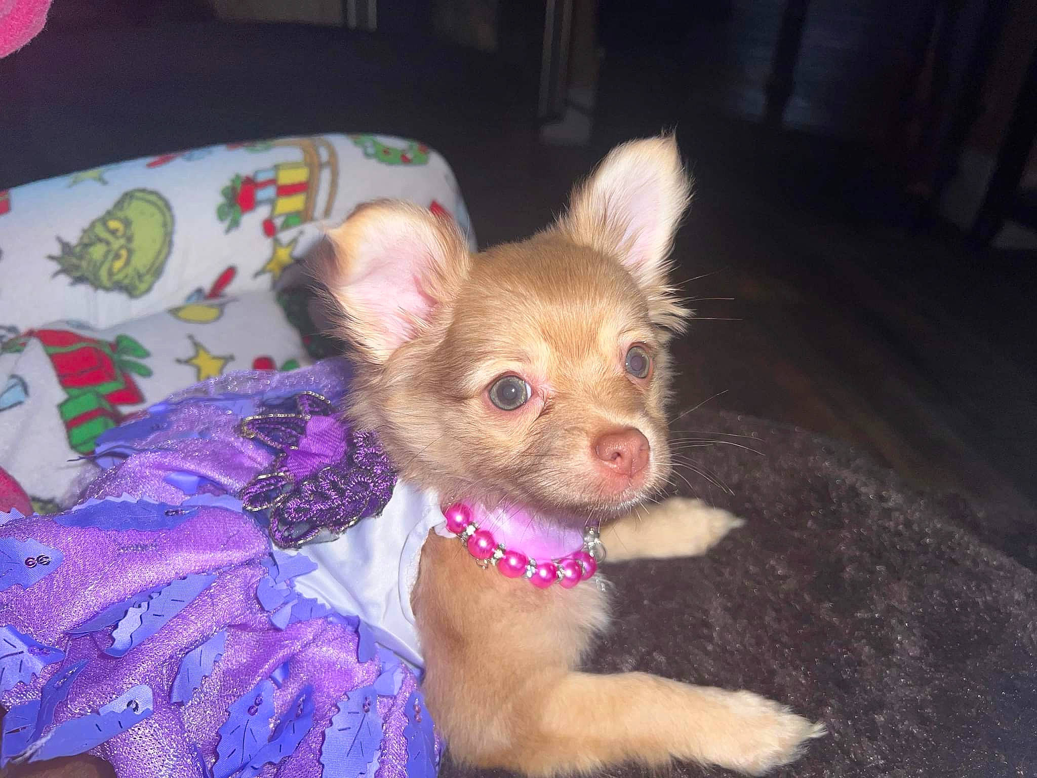 Chulie is registered to the contest to win money with this photo: canidae, carnivore, chihuahua, companion_dog, corgi_chihuahua, dog, dog_breed, dog_supply, ear, fawn, fur, liver, paw, snout, sporting_group, tail, terrestrial_animal, toy_dog, whiskers, working_animal