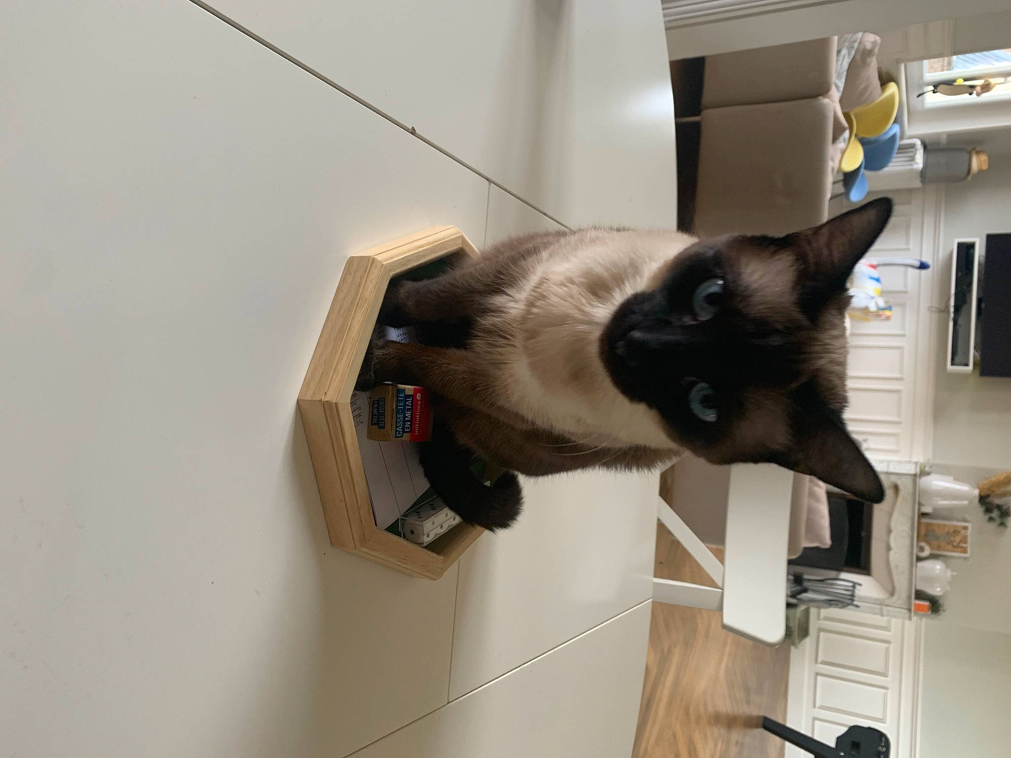 Romy a rejoint le concours — aidez-le/la à gagner de superbes lots ! cabinetry, carnivore, cat, domestic_short_haired_cat, felidae, flooring, home_appliance, room, small_to_medium_sized_cats, tail, whiskers