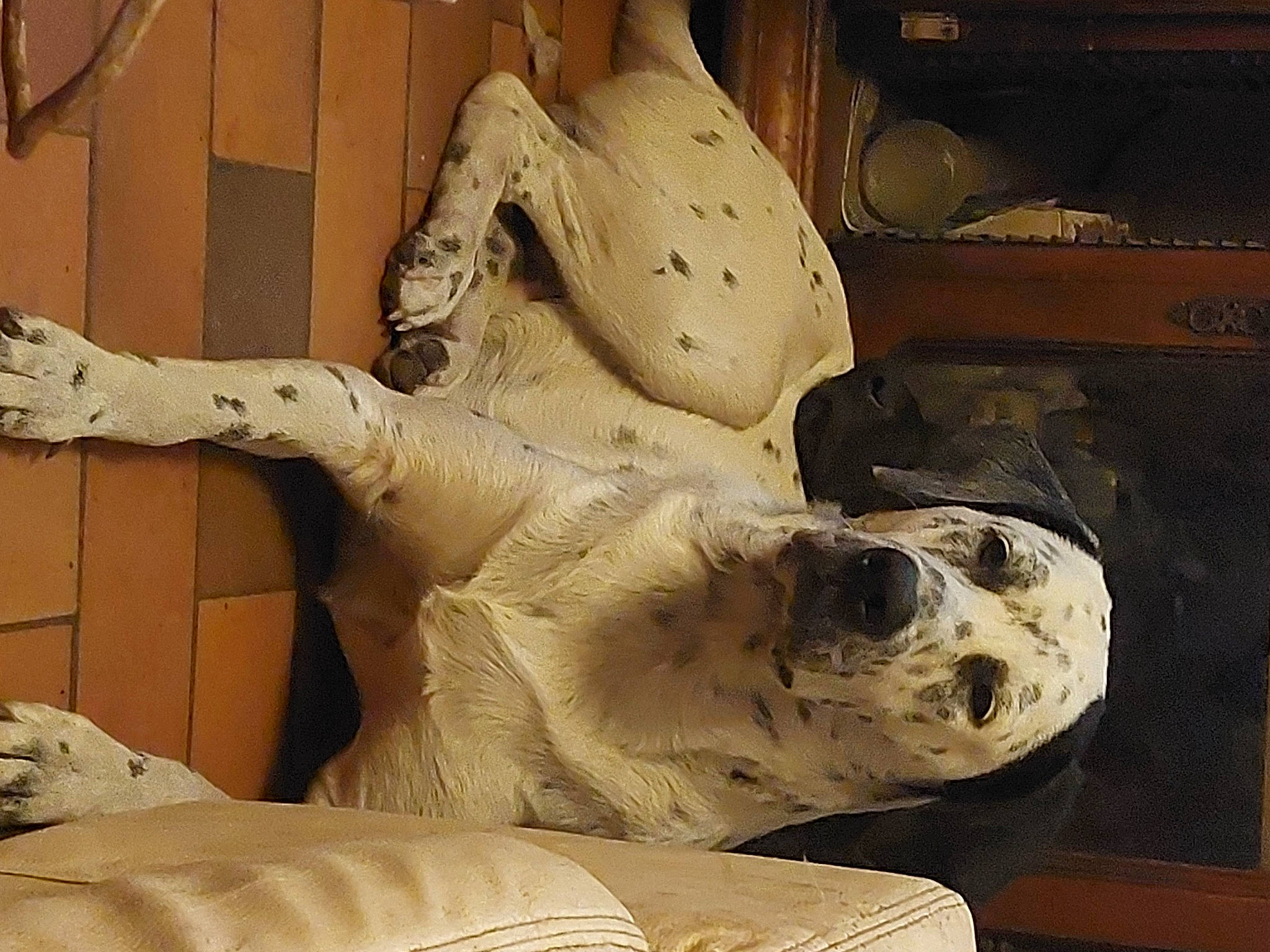 Tengo a rejoint le concours — aidez-le/la à gagner de superbes lots ! ancient_history, anthropology, art, artifact, bone, carving, chest, classical_sculpture, jaw, metal, monument, sculpture, skeleton, skull, snout, statue, trunk, visual_arts, wood