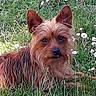 Lucky a rejoint le concours — aidez-le/la à gagner de superbes lots ! australian_silky_terrier, australian_terrier, cairn_terrier, carnivoran, companion_dog, dog, dog_breed, dog_like_mammal, morkie, norfolk_terrier, norwich_terrier, rare_breed_dog, small_terrier, snout, terrier, vulnerable_native_breeds, yorkshire_terrier