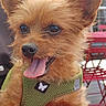 dog, puppy, small_dog, brown_fur, fluffy, scruffy, tongue_out, happy, portrait, close_up, harness, green_harness, pet, animal, outdoor, cafe, red_chairs, person_hand, adorable, playful