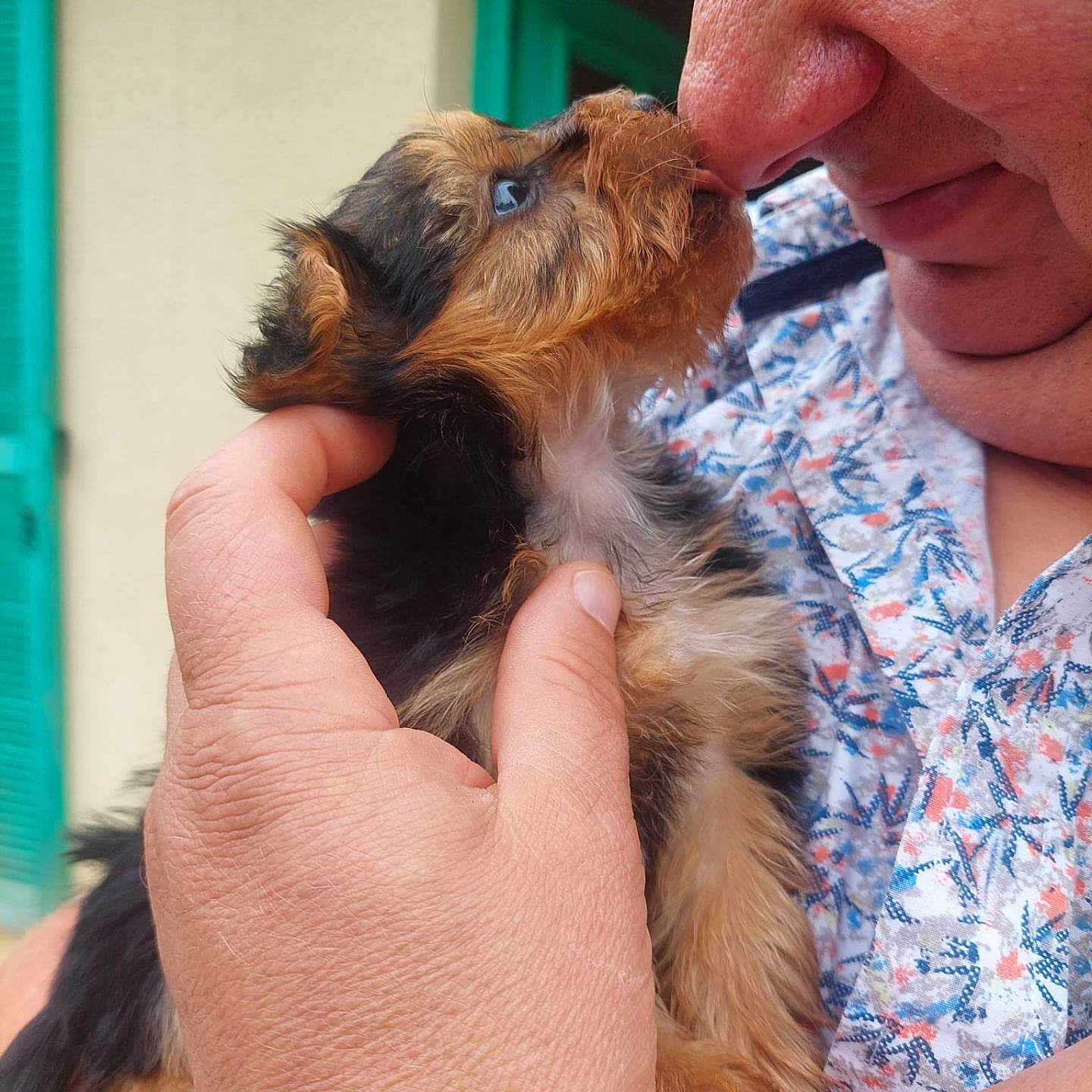Bruce a rejoint le concours — aidez-le/la à gagner de superbes lots ! puppy, dog, small_dog, long_hair, brown_fur, black_fur, white_fur, pet, human, person, face, nose, eye_contact, affection, holding, hands, close_up, portrait, outdoor, doorway