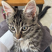 Albus a rejoint le concours — aidez-le/la à gagner de superbes lots ! animal, cat, close_up, curious, cute, domestic, ears, eyes, floor, fur, indoor, kitten, lap, mug, person, pet, tabby, table, whiskers, wooden_table