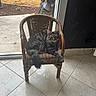 Albus participe au concours pour gagner de l'argent avec cette photo : animal, cat, domestic, ears, feline, fur, home, indoor, looking_at_camera, motorcycle, pet, relaxed, resting, sliding_glass_door, tabby, tail, tile_floor, whiskers, wicker_chair, window