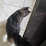 Albus a rejoint le concours — aidez-le/la à gagner de superbes lots ! cat, tabby, fluffy, tail, walking, floor, tile, indoor, cabinet, shadow, pet, animal, fur, striped, curious, home, feline, light, blur, movement