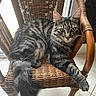 Albus participe au concours pour gagner de l'argent avec cette photo : animal, cat, close_up, eyes, feline, floor, fur, home, indoor, paw, pet, portrait, relaxed, resting, tabby_cat, tail, texture, tile_floor, wicker_chair, window_light