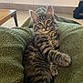 animal, blanket, cat, comfort, cozy, cute, eyes, feline, fur, green, indoor, kitten, lying_down, paw, pet, relaxed, small, tabby, whiskers, young