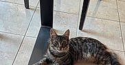 Albus a rejoint le concours — aidez-le/la à gagner de superbes lots ! animal, cat, curious, eyes, fur, furniture, home, indoor, kitten, looking_at_camera, lying_down, paw, pet, relaxed, striped_fur, tabby_cat, table_leg, tail, tile_floor, whiskers