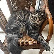 Albus participe au concours pour gagner de l'argent avec cette photo : animal, cat, closeup, cozy, curious, domestic, feline, floor_tile, fur, green_eyes, indoor, looking_at_camera, paw, pet, resting, tabby_cat, tail, whiskers, wicker_chair, window_light