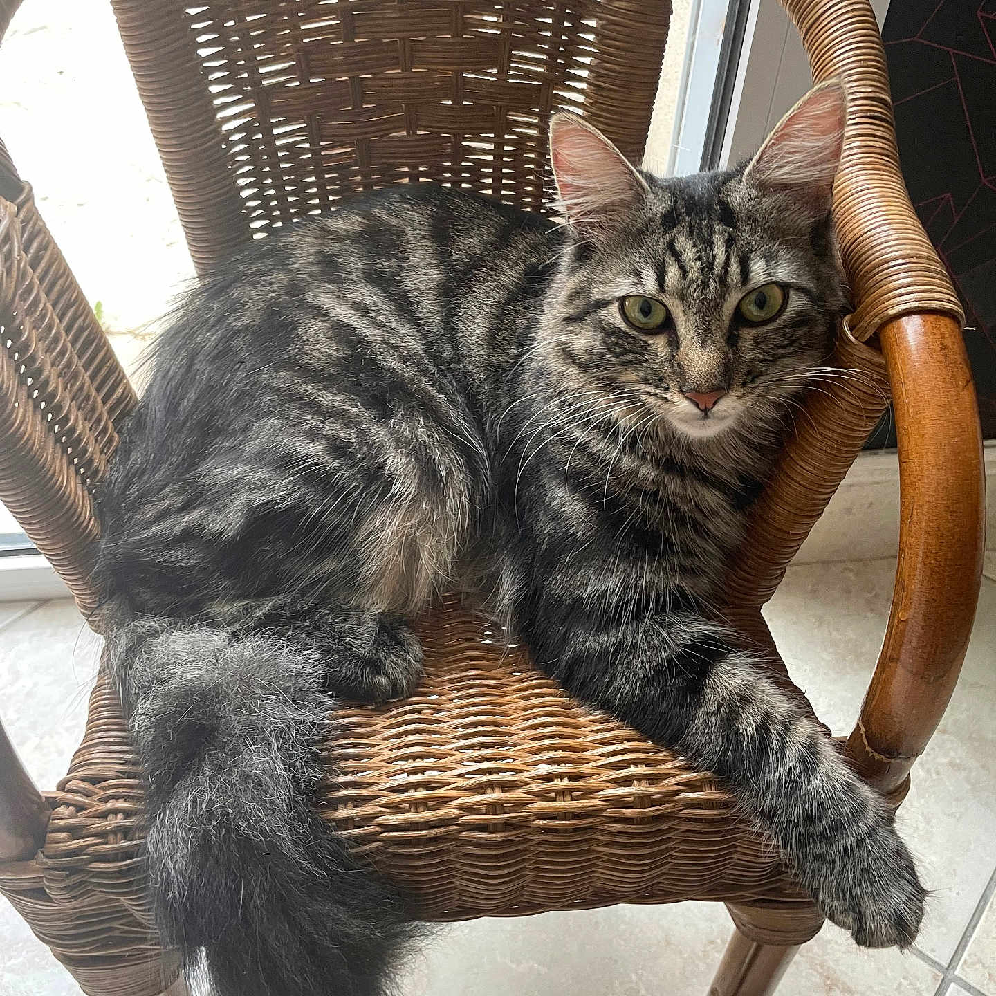 Albus