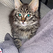 Albus participe au concours pour gagner de l'argent avec cette photo : kitten, cat, tabby, fluffy, pet, indoor, blanket, couch, cozy, feline, curious, young, animal, whiskers, ears, fur, closeup, cute, domestic, resting