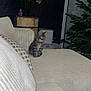 kitten, cat, sofa, couch, indoor, pet, furniture, decor, flower_vase, plant, pillows, home, cozy, tabby, striped, small_animal, domestic_animal, living_room, christmas_tree, curtains