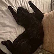 Cleo is registered to the contest to win money with this photo: black_cat, cat, pet, sleeping, stretching, bed, white_bed_sheet, pillow, cozy, indoor, feline, animal, whiskers, tail, relaxed, paw, fur, resting, home, domestic