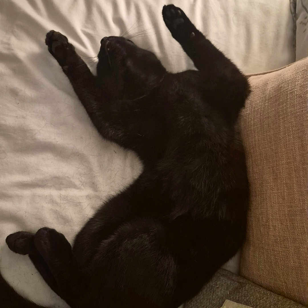 Cleo