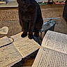 Cleo is registered to the contest to win money with this photo: black_cat, cat, notebook, handwriting, glass_table, yellow_eyes, pet_bowls, rug, living_room, writing, paper, furniture, domestic_animal, pet, curious, indoor, table, notes, stationery, cozy
