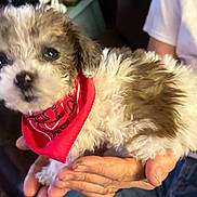 Milo is registered to the contest to win money with this photo: puppy, dog, bandana, red_bandana, fluffy, white_fur, brown_fur, pet, cute, hands, person, indoor, closeup, animal, young_dog, small_dog, domestic_animal, companion, friendly, curious