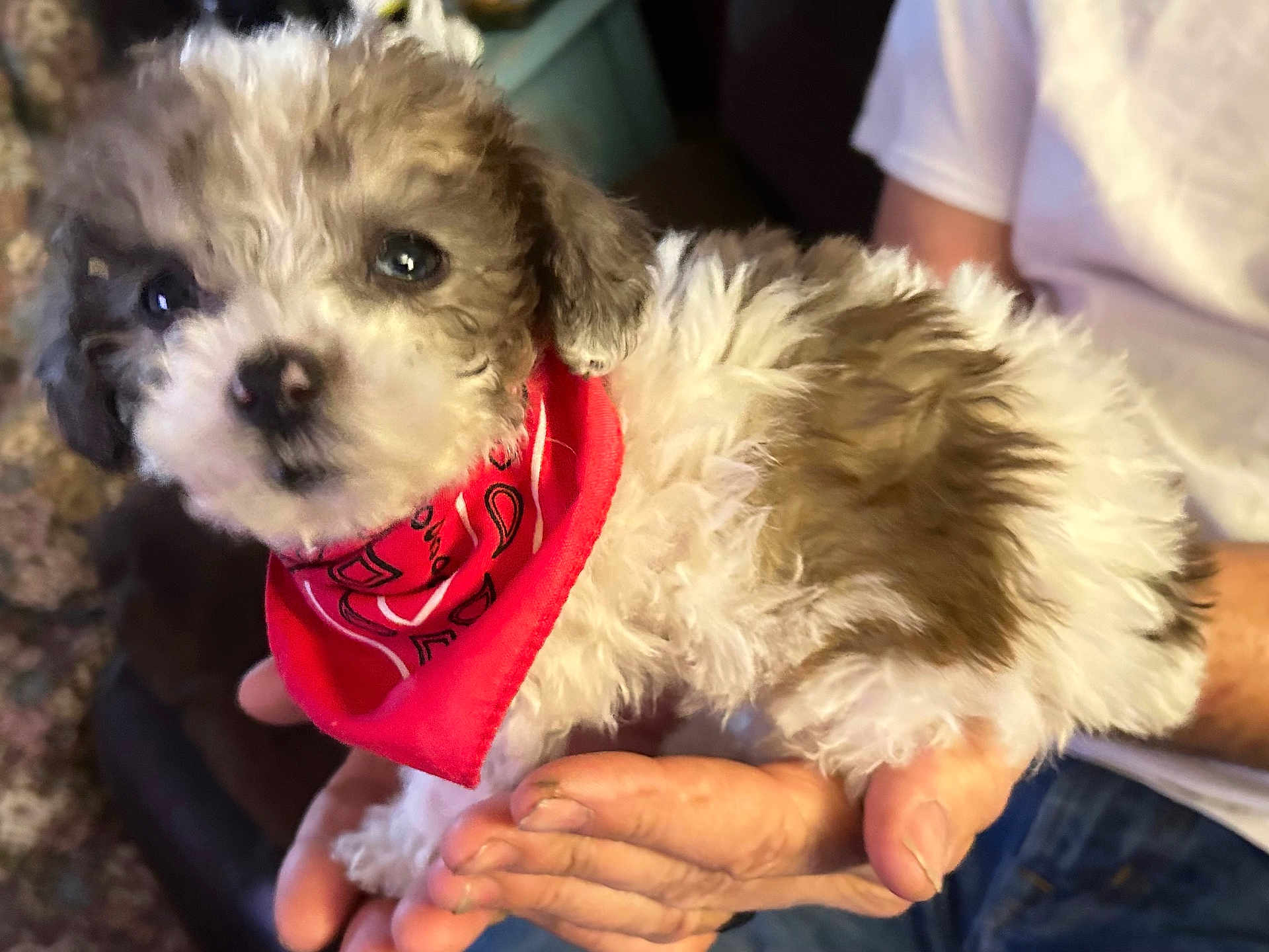 Milo is registered to the contest to win money with this photo: puppy, dog, bandana, red_bandana, fluffy, white_fur, brown_fur, pet, cute, hands, person, indoor, closeup, animal, young_dog, small_dog, domestic_animal, companion, friendly, curious
