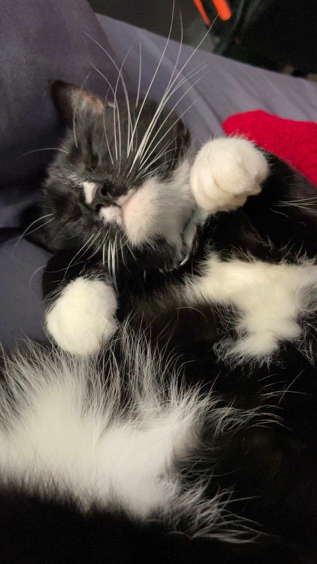 Moonshine is registered to the contest to win money with this photo: cat, black_and_white, whiskers, sleeping, paws, fur, pet, close_up, cozy, blanket, indoor, relaxed, cute, animal, feline, soft, nap, resting, adorable, fluffy