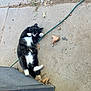 Moonshine joined the competition — help win amazing prizes! cat, black_and_white, lying_down, concrete, dry_leaves, outdoor, playful, relaxed, animal, pet, fur, whiskers, paws, sidewalk, hose, metal, nature, daylight, ground, resting