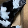 Moonshine joined the competition — help win amazing prizes! cat, tuxedo_cat, black_and_white, whiskers, cardboard_box, pet, feline, curious, indoor, animal, relaxed, looking_up, fur, cute, domestic_cat, box, playful, close_up, mammal, house_pet